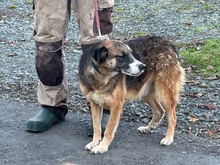 JOULUA, Hund, Mischlingshund in Lohra-Reimershausen - Bild 4