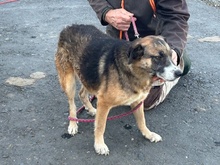 JOULUA, Hund, Mischlingshund in Lohra-Reimershausen - Bild 6