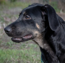 YAMY, Hund, Mischlingshund in Portugal - Bild 1