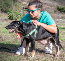 YAMY, Hund, Mischlingshund in Portugal - Bild 3