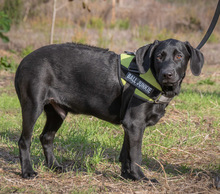 REMCO, Hund, Mischlingshund in Portugal - Bild 4