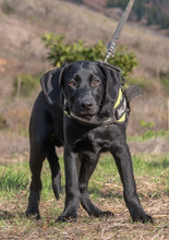 REMCO, Hund, Mischlingshund in Portugal - Bild 5