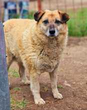 ANNEMARIE, Hund, Mischlingshund in Rumänien - Bild 2