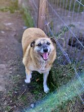 ANNEMARIE, Hund, Mischlingshund in Rumänien - Bild 3