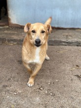 ZERGE, Hund, Mischlingshund in Ungarn - Bild 4