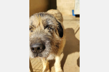 TRISTAN, Hund, Mischlingshund in Spanien - Bild 8