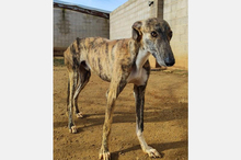 CACAO, Hund, Galgo Español-Mix in Spanien