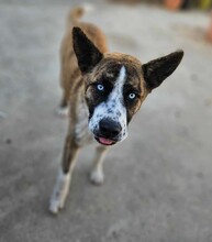 ONDA, Hund, Siberian Husky-Mix in Italien - Bild 1