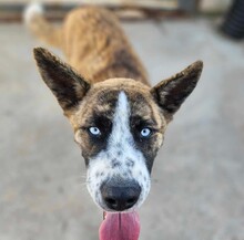 ONDA, Hund, Siberian Husky-Mix in Italien - Bild 11