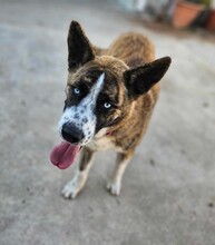 ONDA, Hund, Siberian Husky-Mix in Italien - Bild 12