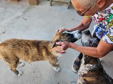 ONDA, Hund, Siberian Husky-Mix in Italien - Bild 13