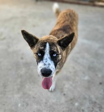 ONDA, Hund, Siberian Husky-Mix in Italien - Bild 14