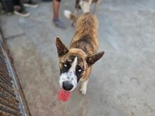 ONDA, Hund, Siberian Husky-Mix in Italien - Bild 16