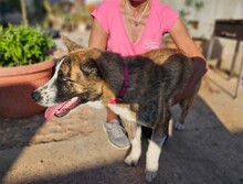 ONDA, Hund, Siberian Husky-Mix in Italien - Bild 19