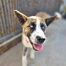 ONDA, Hund, Siberian Husky-Mix in Italien - Bild 2