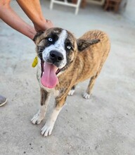 ONDA, Hund, Siberian Husky-Mix in Italien - Bild 4