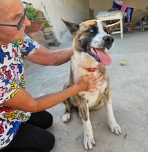 ONDA, Hund, Siberian Husky-Mix in Italien - Bild 6