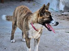 ONDA, Hund, Siberian Husky-Mix in Italien - Bild 7