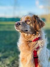 AUGUSTO, Hund, English Setter in Brühl - Bild 1