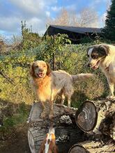 AUGUSTO, Hund, English Setter in Brühl - Bild 10