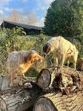 AUGUSTO, Hund, English Setter in Brühl - Bild 11