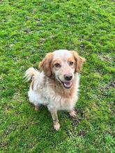 AUGUSTO, Hund, English Setter in Brühl - Bild 12