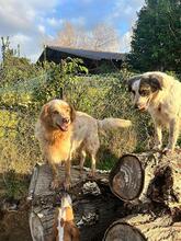 AUGUSTO, Hund, English Setter in Brühl - Bild 13