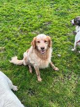 AUGUSTO, Hund, English Setter in Brühl - Bild 14