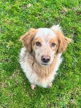 AUGUSTO, Hund, English Setter in Brühl - Bild 15