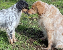 AUGUSTO, Hund, English Setter in Brühl - Bild 16