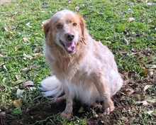 AUGUSTO, Hund, English Setter in Brühl - Bild 17