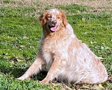 AUGUSTO, Hund, English Setter in Brühl - Bild 18