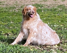 AUGUSTO, Hund, English Setter in Brühl - Bild 19