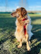 AUGUSTO, Hund, English Setter in Brühl - Bild 2