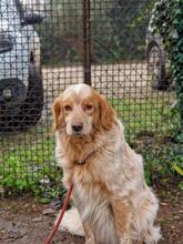 AUGUSTO, Hund, English Setter in Brühl - Bild 20