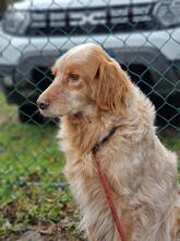 AUGUSTO, Hund, English Setter in Brühl - Bild 21