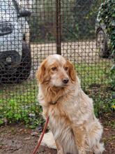 AUGUSTO, Hund, English Setter in Brühl - Bild 22