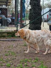 AUGUSTO, Hund, English Setter in Brühl - Bild 23