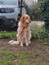 AUGUSTO, Hund, English Setter in Brühl - Bild 24