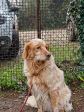 AUGUSTO, Hund, English Setter in Brühl - Bild 25