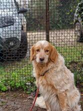 AUGUSTO, Hund, English Setter in Brühl - Bild 26