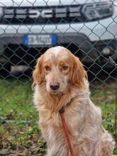 AUGUSTO, Hund, English Setter in Brühl - Bild 27