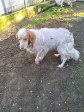 AUGUSTO, Hund, English Setter in Brühl - Bild 29