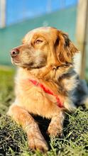 AUGUSTO, Hund, English Setter in Brühl - Bild 4