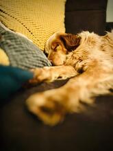 AUGUSTO, Hund, English Setter in Brühl - Bild 5