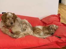 AUGUSTO, Hund, English Setter in Brühl - Bild 6