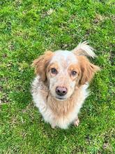 AUGUSTO, Hund, English Setter in Brühl - Bild 8