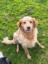 AUGUSTO, Hund, English Setter in Brühl - Bild 9