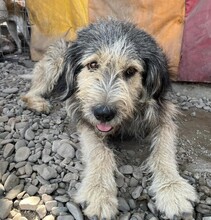 ROCKY, Hund, Mischlingshund in Rumänien - Bild 1