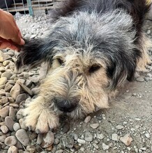 ROCKY, Hund, Mischlingshund in Rumänien - Bild 2